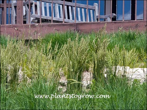 June Grass (Koeleria macrantha)
(June 2)